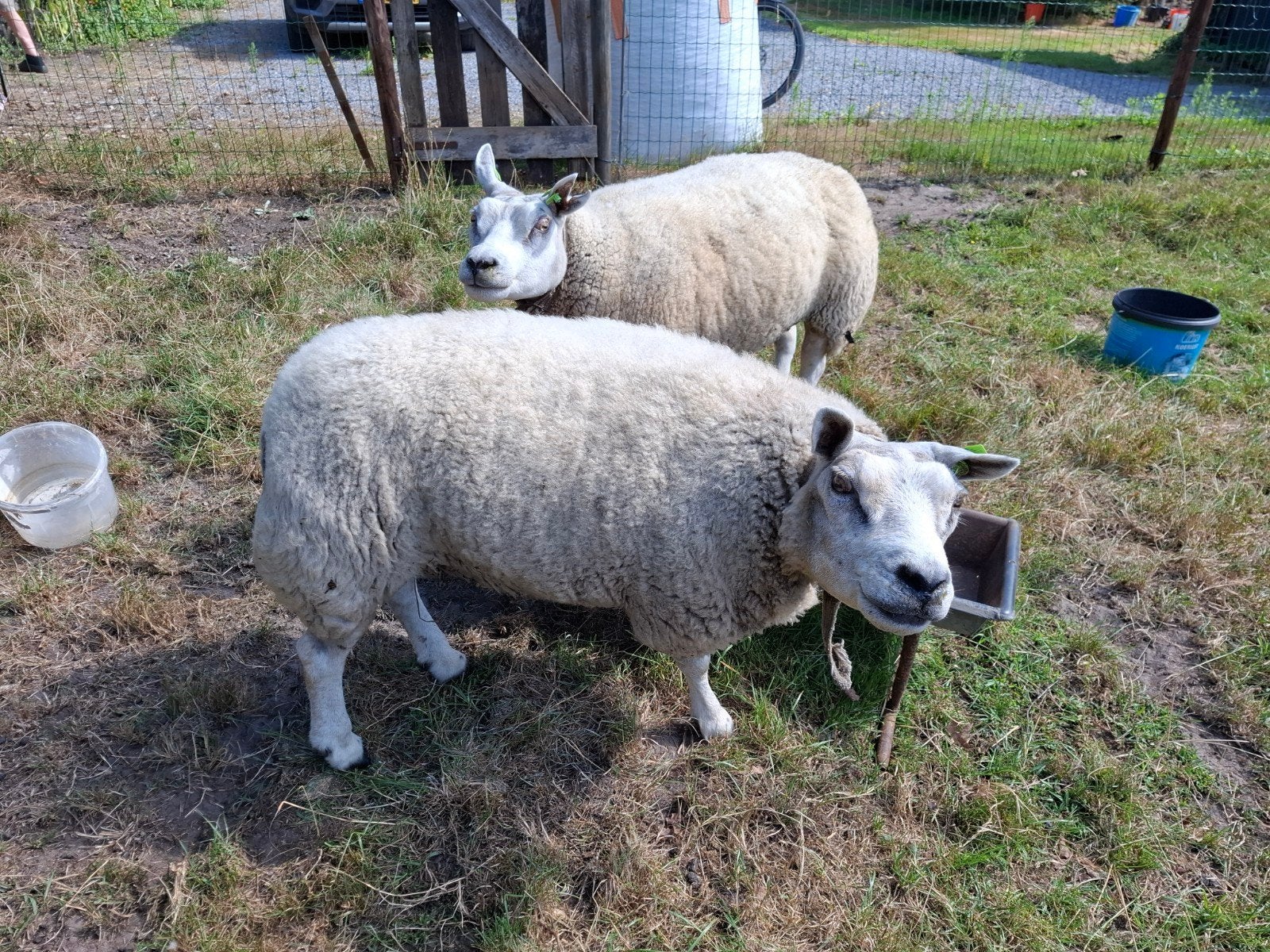 Schaap Texelaar, Vrouwelijk, Schaap, 3 tot 5 jaar