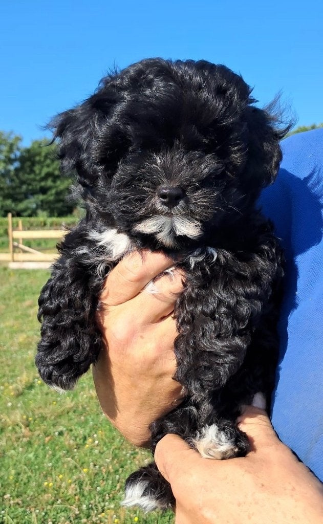 Pomshipoo pups (mini Doodle) op zoek naar een gouden mandje, 8 tot 15 weken, Parvo, Meerdere, Meerdere dieren