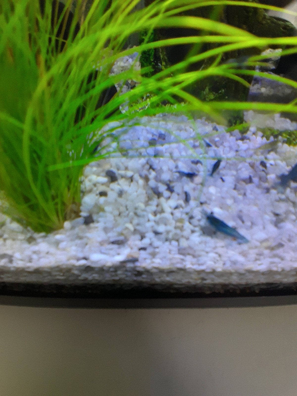 baby blauwe garnalen, Kreeft, Krab of Garnaal, Zoetwatervis