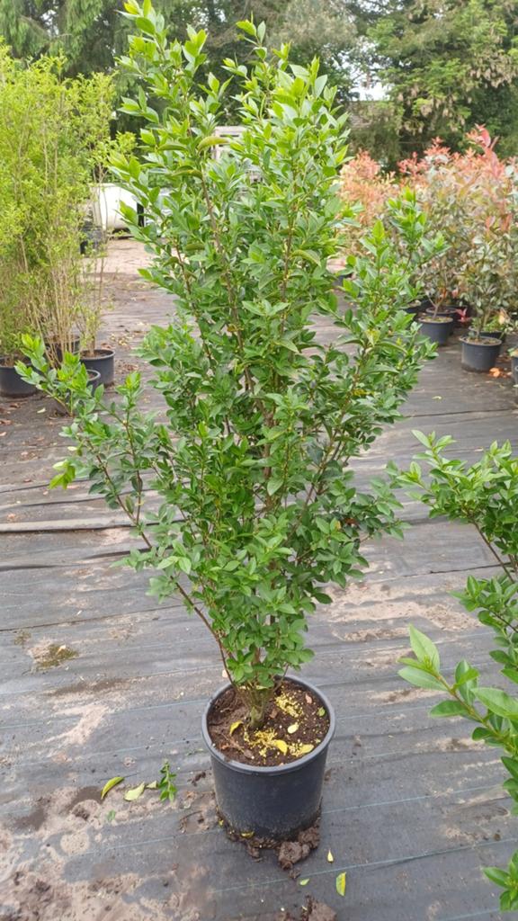 Liguster, Ophalen, Vaste plant, Overige soorten, Volle zon