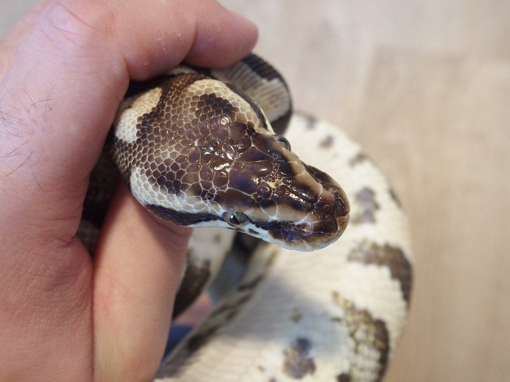 Koningspythons halfwas en kweekdieren deel 2 Ball Python photo 14
