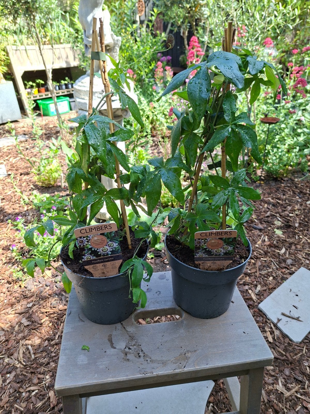 2x Passiflora Caerulea (passiebloem), Tuin en Terras, Planten | Tuinplanten, Ophalen