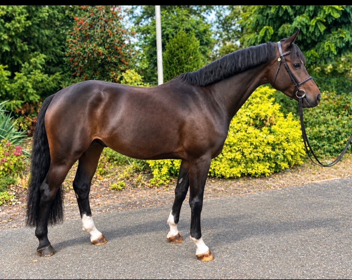 Super knappe d pony, Ruin, Springpony, 3 tot 6 jaar, D pony (1.37m tot 1.48m)