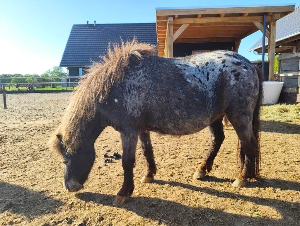 Shetland merrie sjabrak bont NMP, Dieren en Toebehoren, Pony's, Merrie, Met stamboom, A pony (tot 1.17m), 7 tot 10 jaar