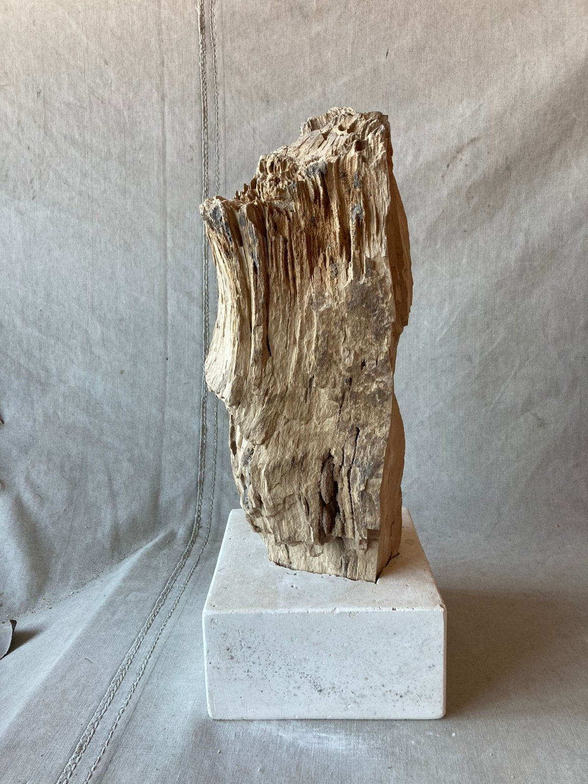 Fossielen hout uit Hoegaarden, Ophalen, Fossiel