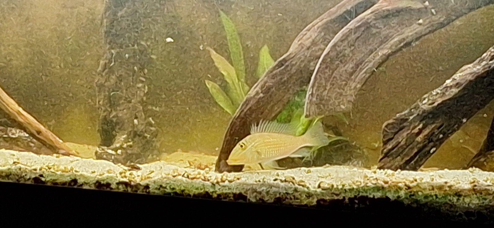 satanoprca jurupari te koop., Dieren en Toebehoren, Vissen | Aquariumvissen, Vis, Zoetwatervis