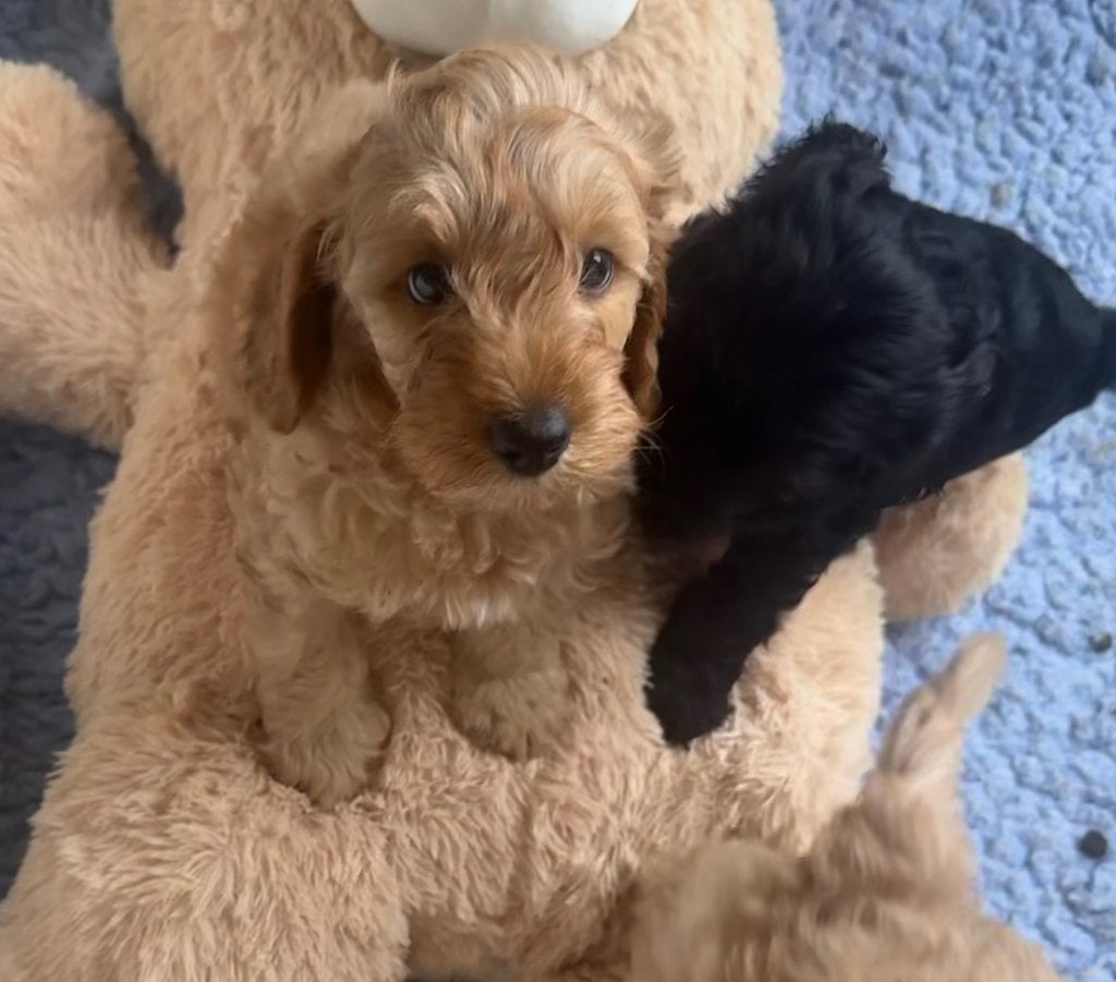Australian Labradoodle pups | Stamboom | Mogen verhuizen 🧸, Overige rassen, 8 tot 15 weken, Meerdere, Meerdere dieren
