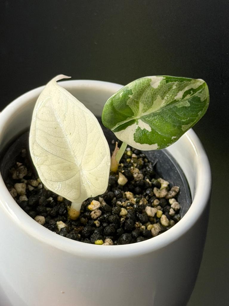 Alocasia Maharani albo variegata, Huis en Inrichting, Kamerplanten, Ophalen of Verzenden, Halfschaduw, Minder dan 100 cm