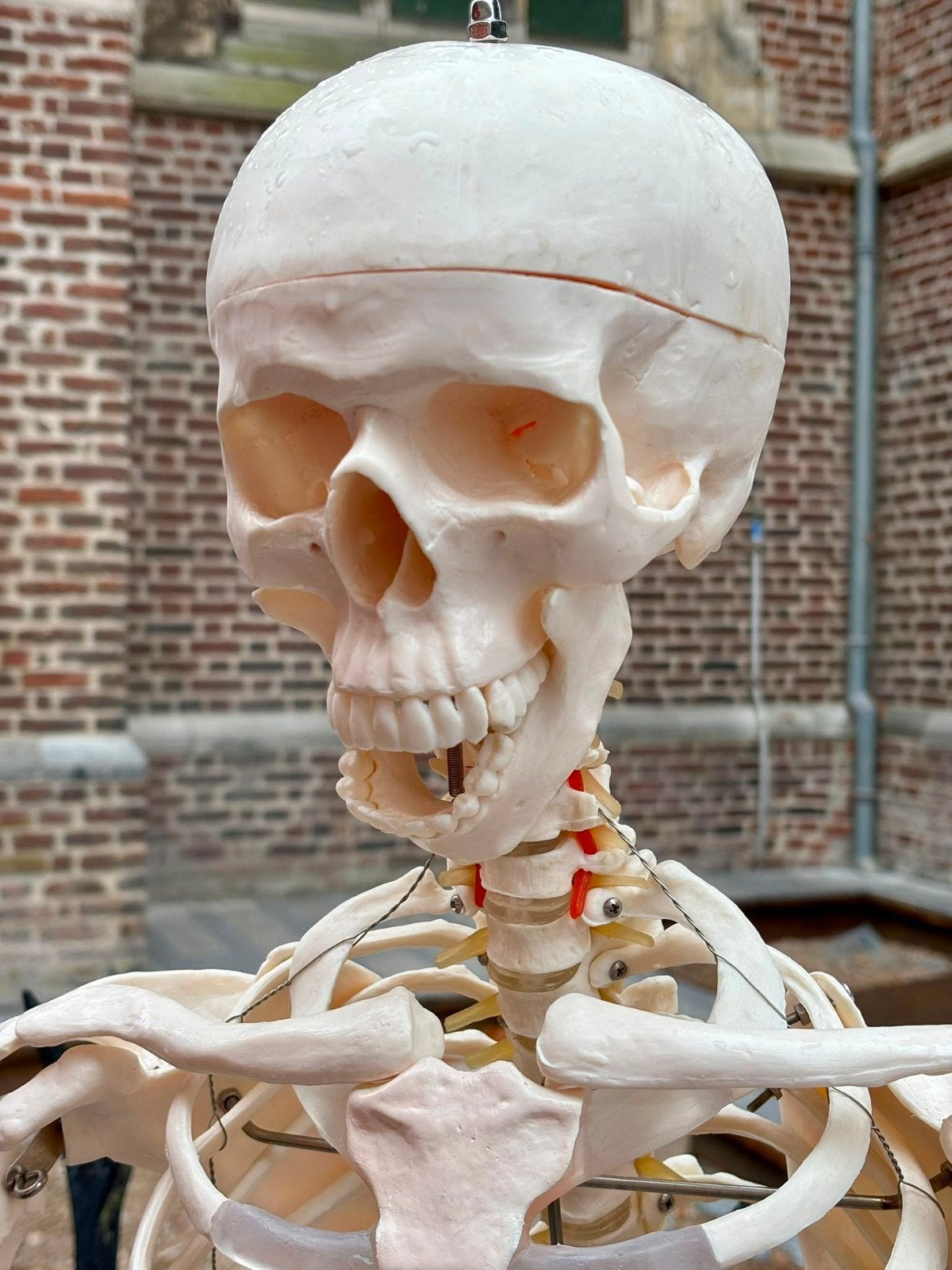 mooi compleet anatomisch skelet + standaard, Ophalen, Zo goed als nieuw