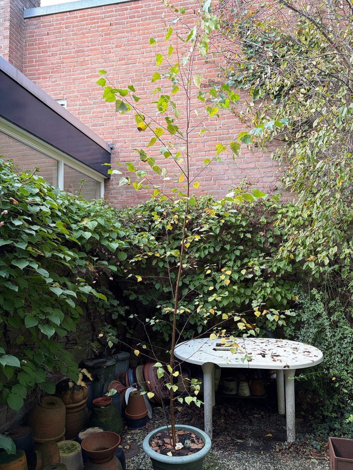 Berk, Tuin en Terras, Ophalen, Halfschaduw, Overige soorten, Lente