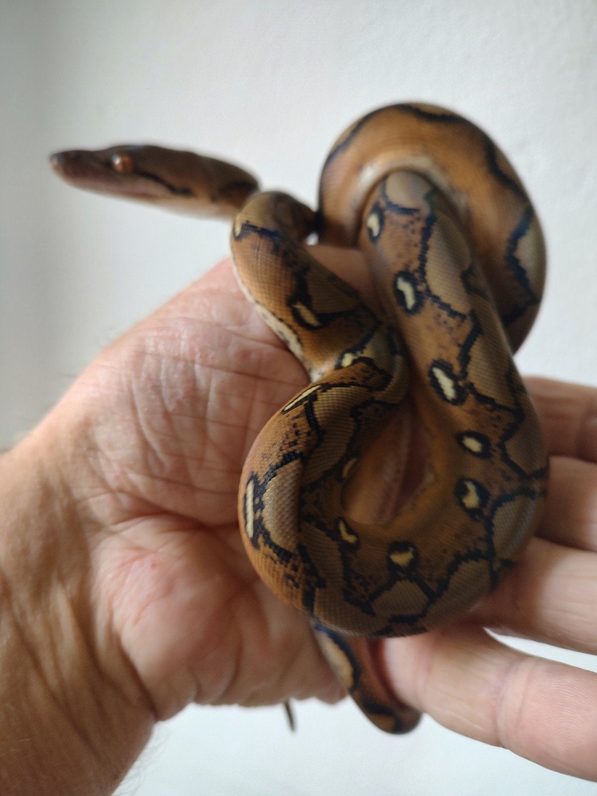 Dwarf Retic, Mocha/sunfire vrouw n.k.06.2026, Slang