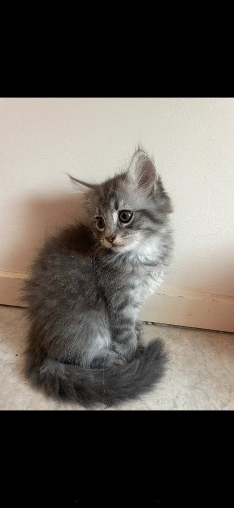 Kittens mix Perzische en maincoon, 0 tot 2 jaar