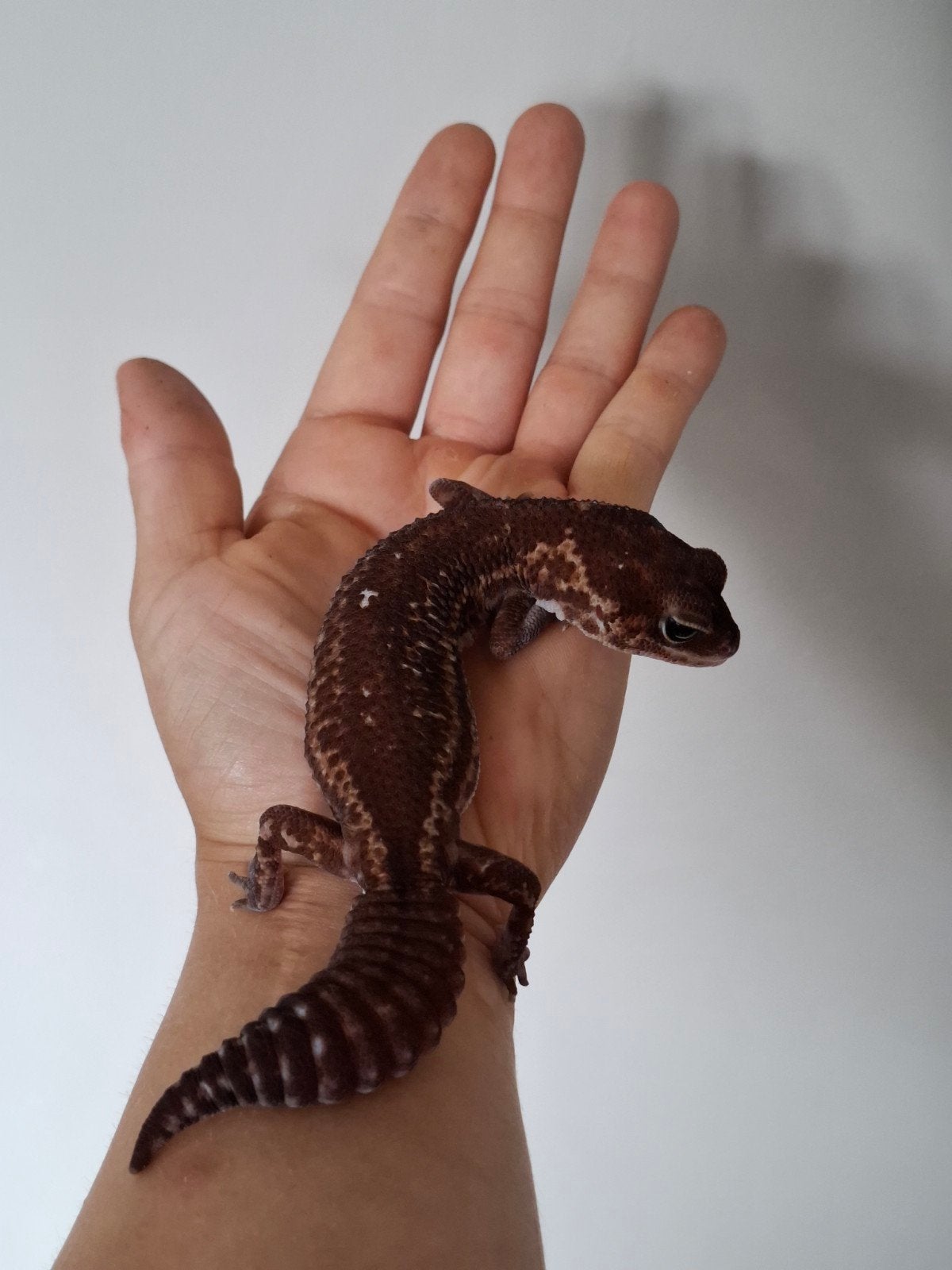 Vetstaartgekko vrouw, Dieren en Toebehoren, Hagedis, 0 tot 2 jaar