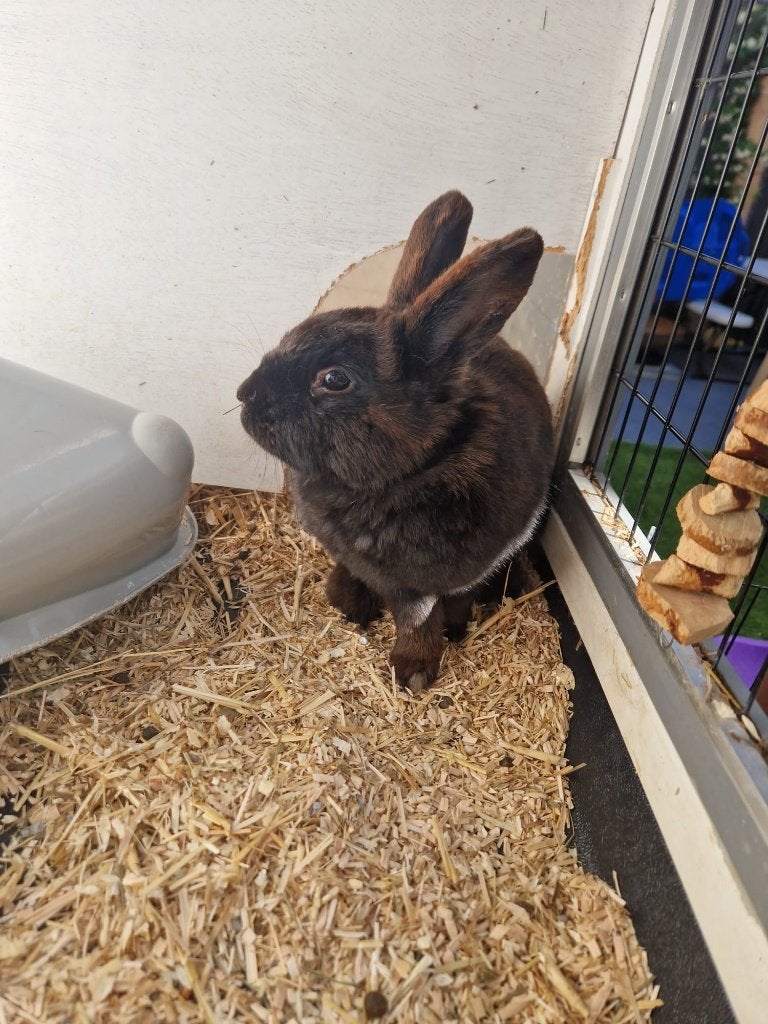 Laatste kans: Lieve, nieuwsgierige voedster (9 mnd), Vrouwelijk, Middelgroot, 0 tot 2 jaar