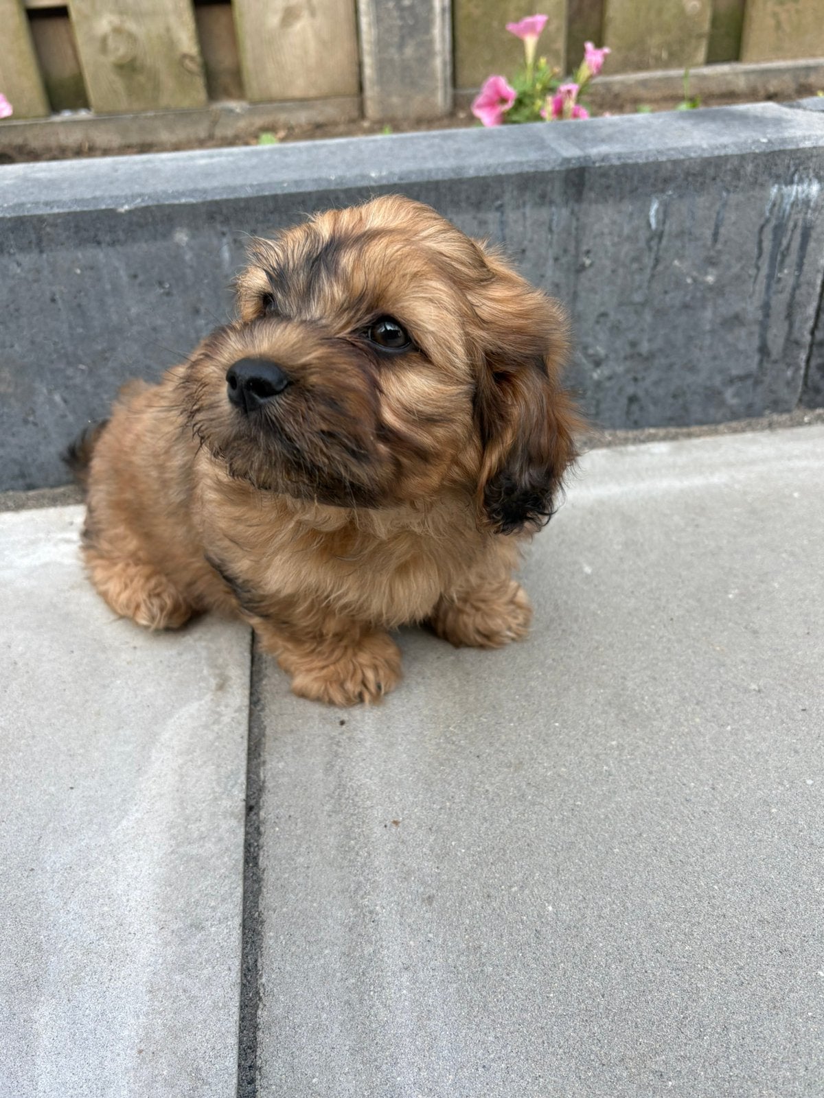 Lieve Boompoo reutjes zoeken een nieuw huisje!, Dieren en Toebehoren, Honden | Niet-rashonden, Reu, 8 tot 15 weken, Parvo, Meerdere