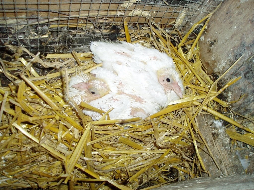 WITTE DUIVEN, Dieren en Toebehoren, Meerdere dieren, Postduif