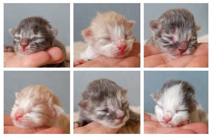 Siberische boskat x Maine Coon kittens, liefdevol opgegroeid, Meerdere dieren, Ontwormd, 0 tot 2 jaar