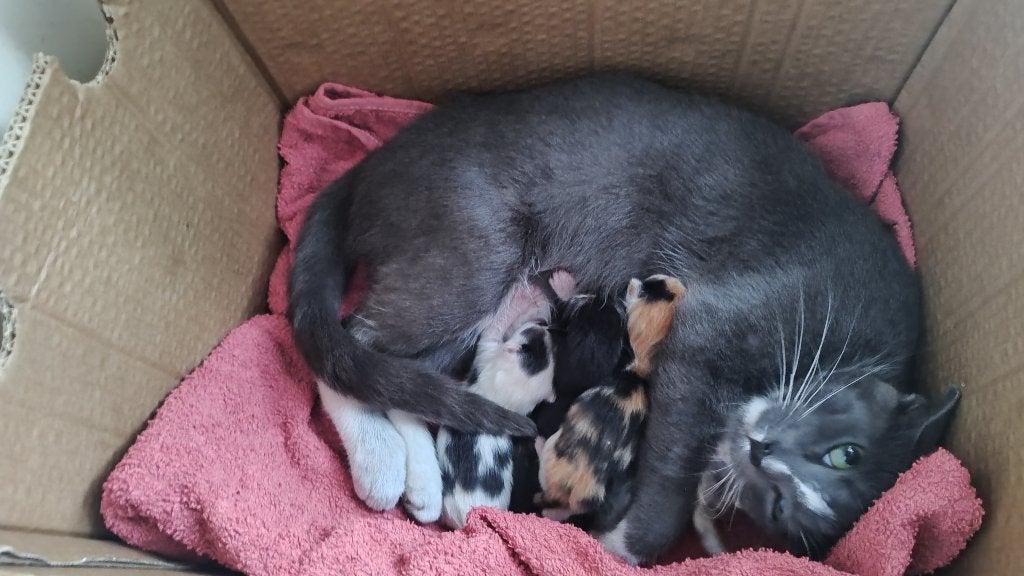 kittens geboren op 5 augustus, Meerdere dieren, Kortharig, 0 tot 2 jaar