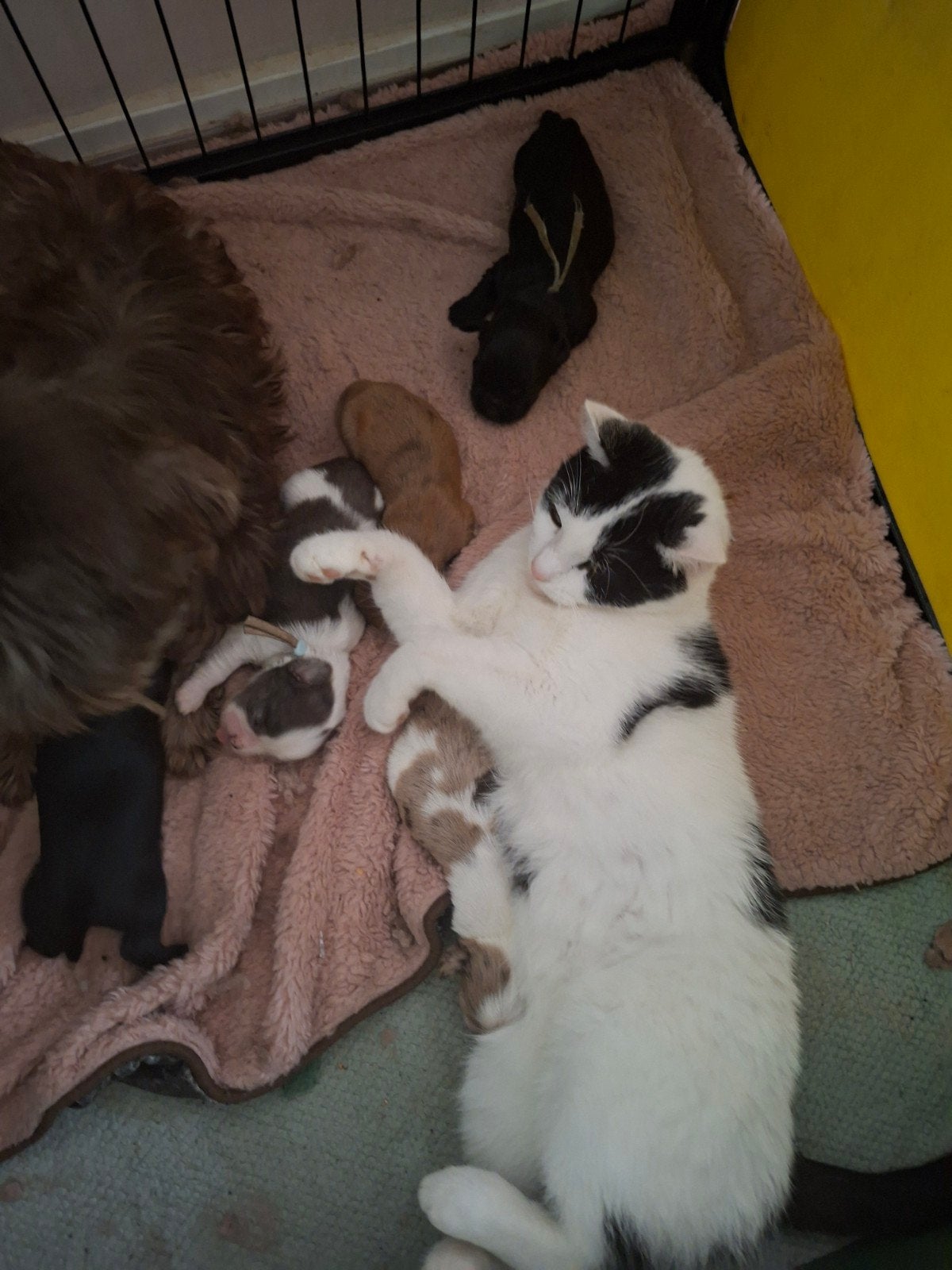 shih tzu pups, 8 tot 15 weken, Meerdere, Meerdere dieren, Nederland