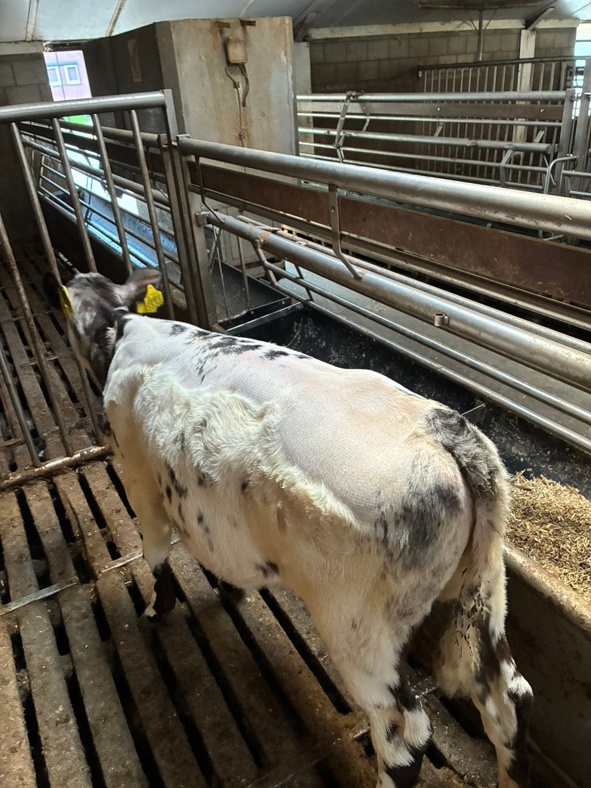 2 BB Kruisling vaarskalveren + longhorn stieren, Dieren en Toebehoren, Runderen, Meerdere dieren