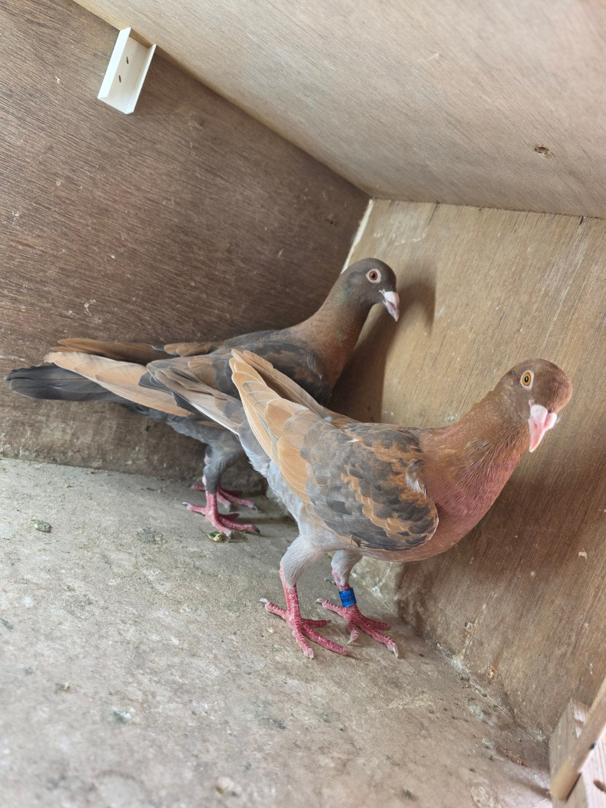te koop koppel duiven., Meerdere dieren, Overige soorten
