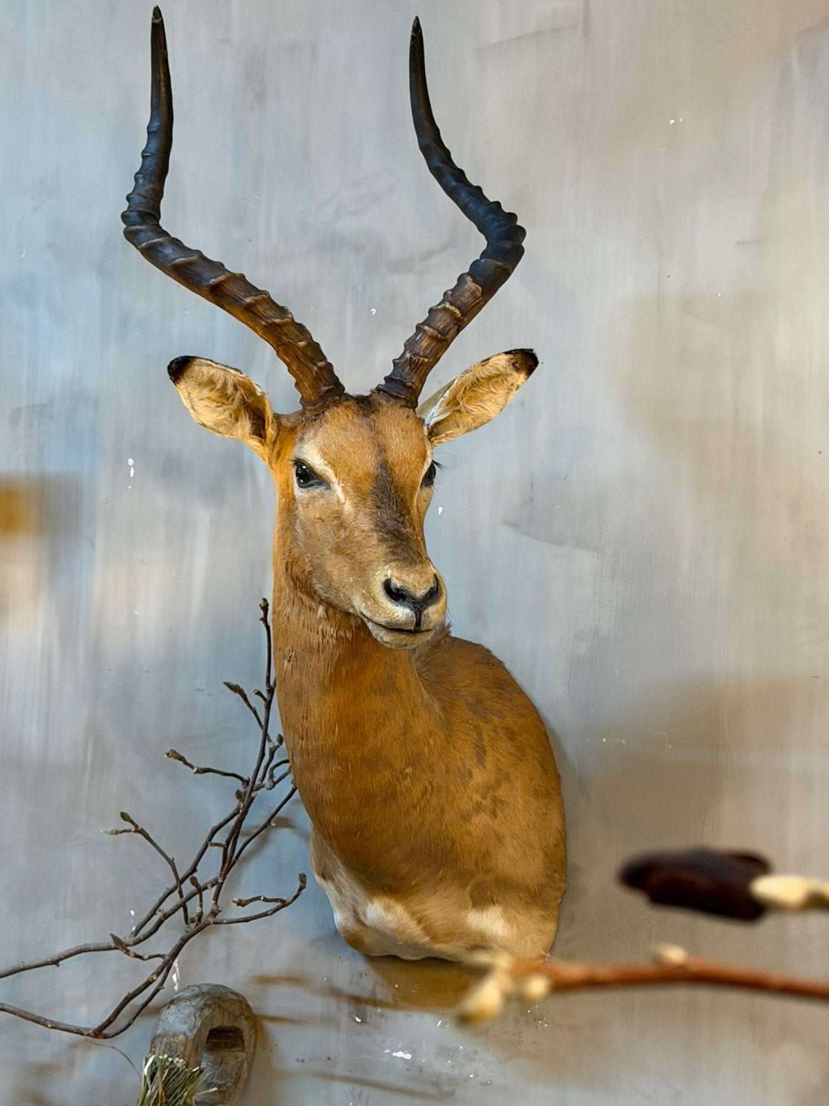 Opgezet opgezette kop van een impala taxidermie, Verzamelen, Dierenverzamelingen, Ophalen, Zo goed als nieuw, Opgezet dier