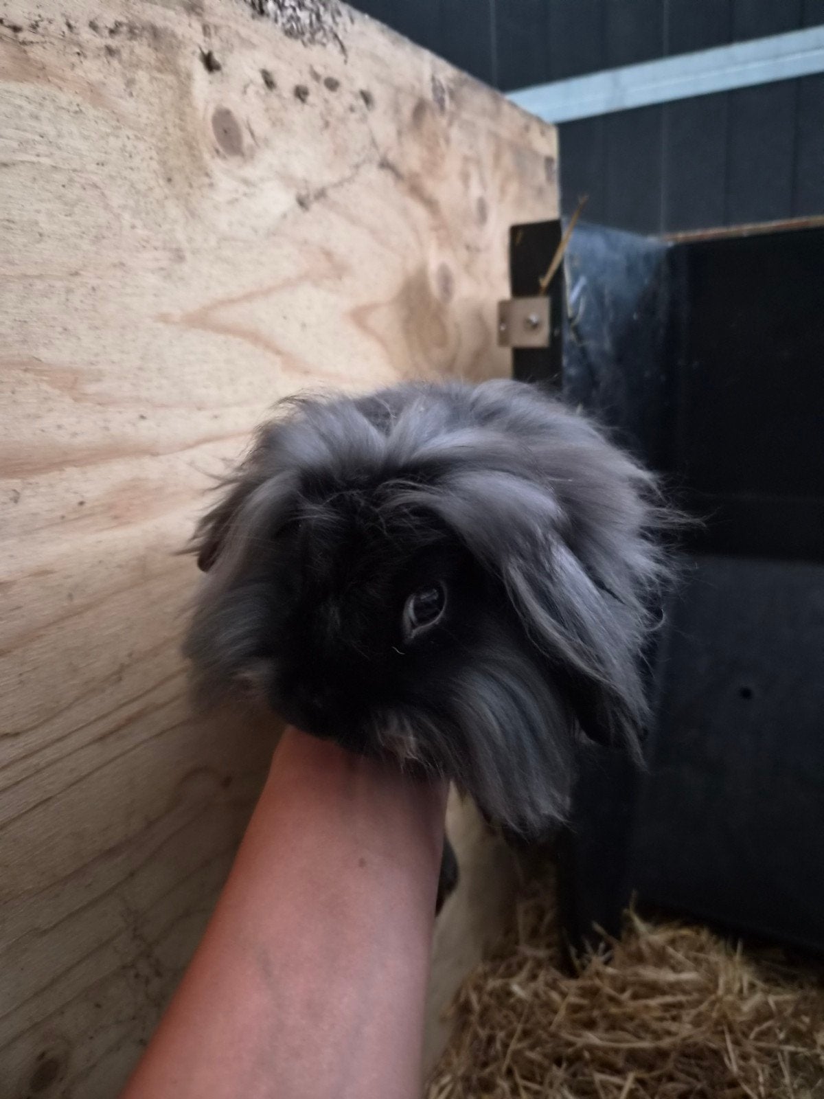 2 mooie leeuwenkop konijn rammetjes, Dieren en Toebehoren, Konijnen, Mannelijk, Dwerg