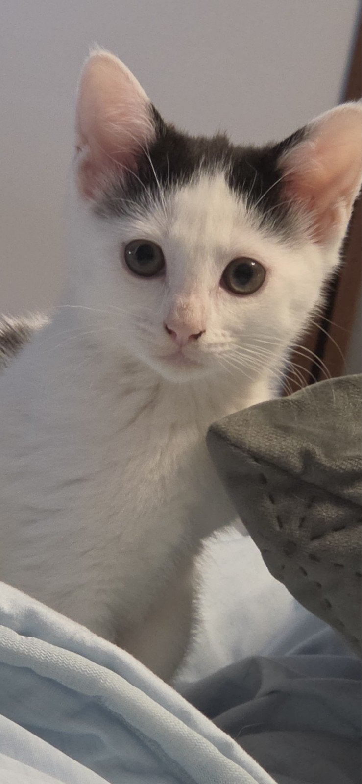 leuke kittens zoeken een huisje