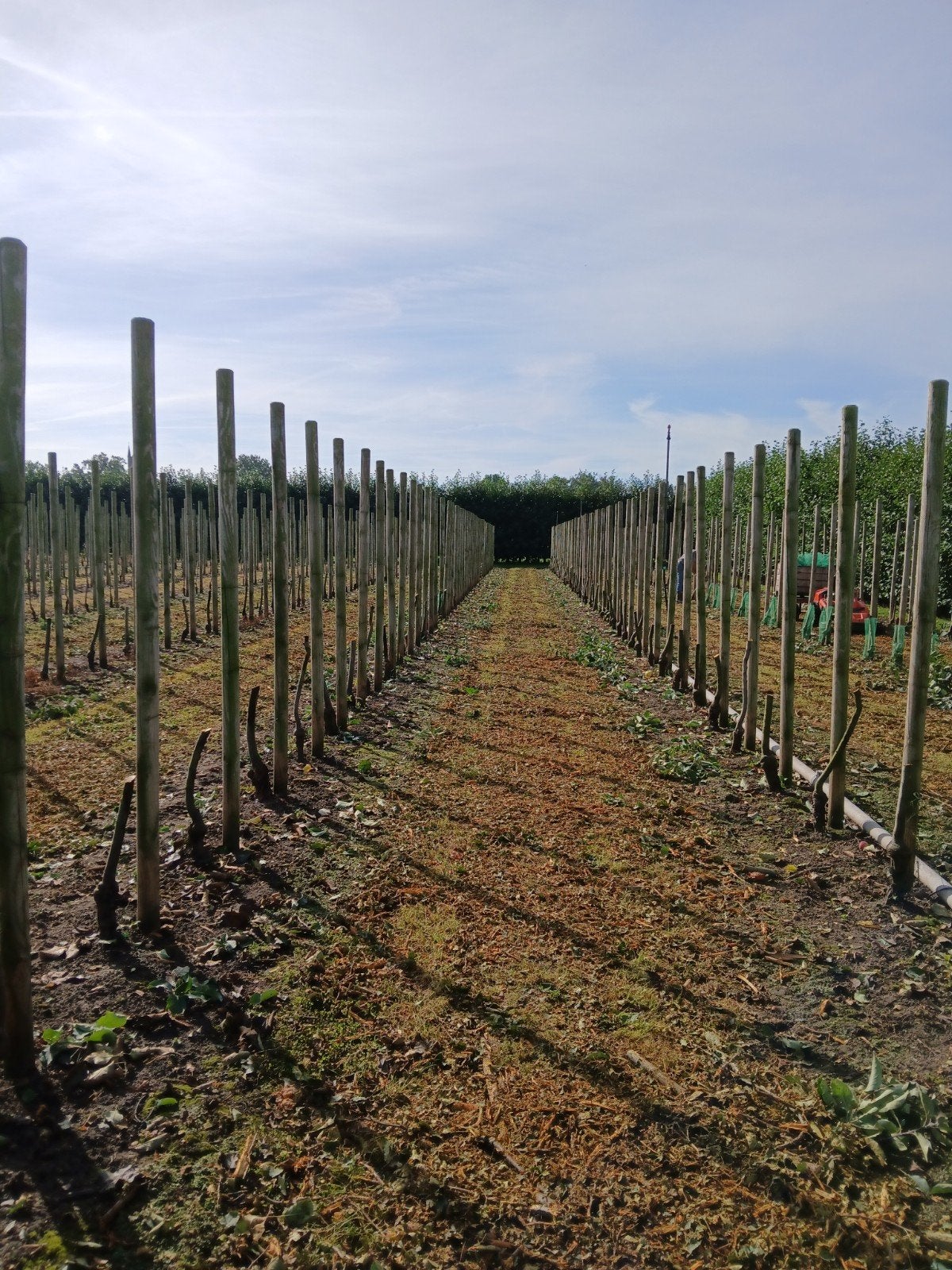 fruitboompalen palen paal, Ophalen, Zo goed als nieuw, Hout