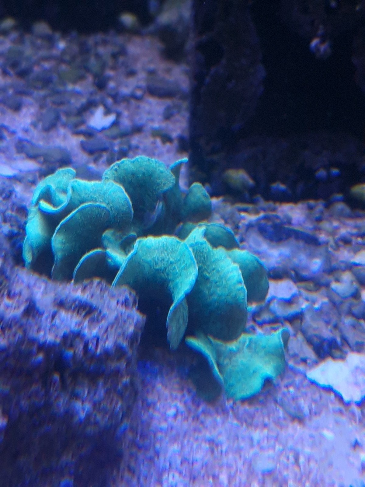 Pavona cactus, Dieren en Toebehoren, Overige typen