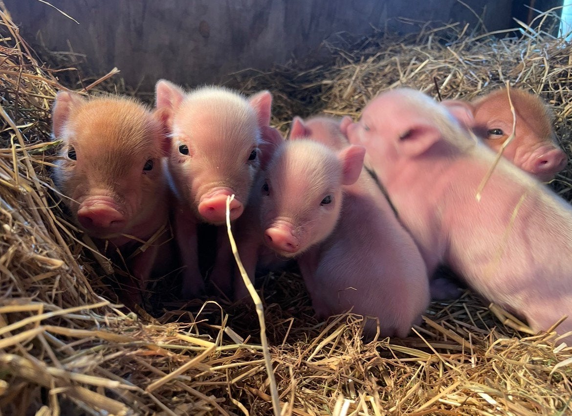 Boerderij dieren te koop! Mini Varkens en Geitjes🐽🐐, Dieren en Toebehoren, Meerdere dieren, Varken, 0 tot 2 jaar