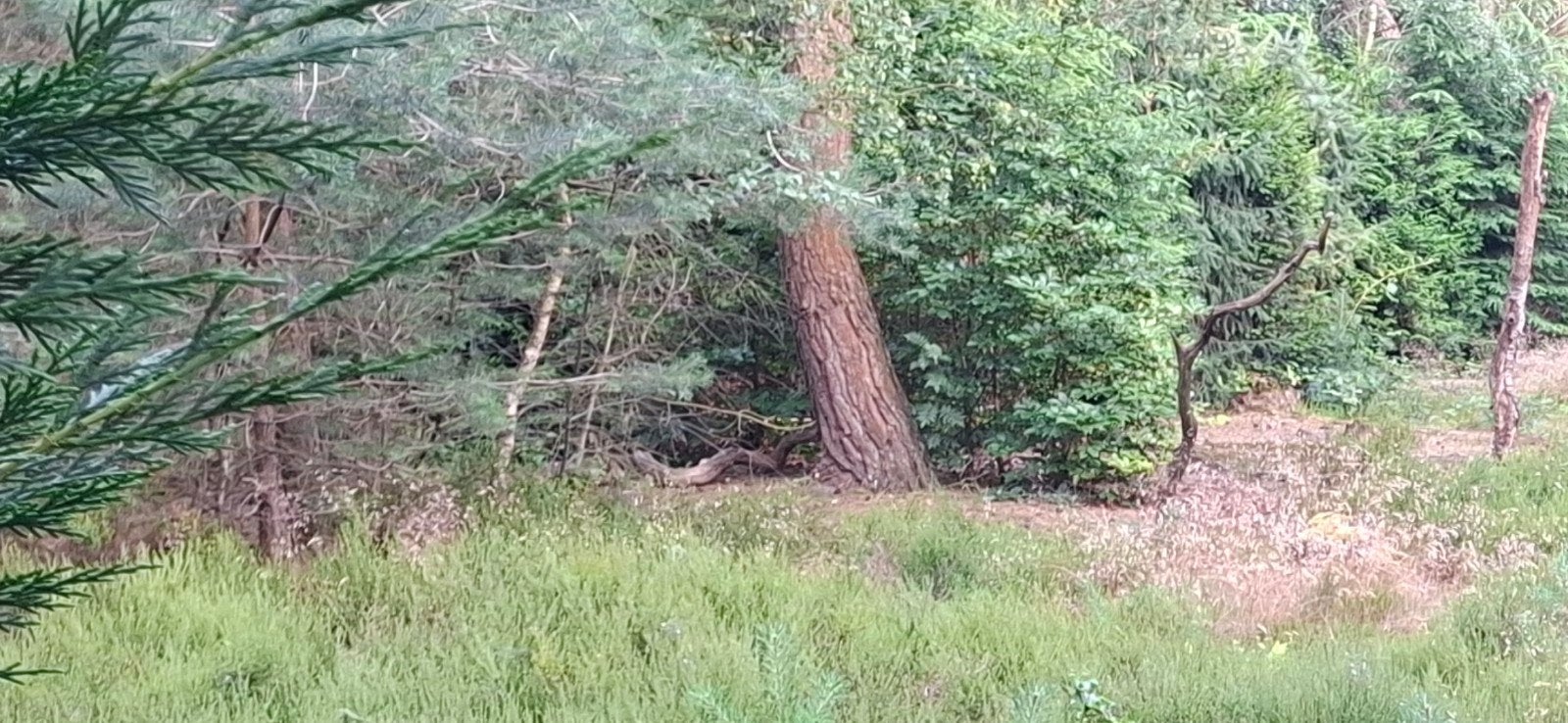 Gezocht eej stukje weide, bos, of natuur  perceel, Dieren en Toebehoren, Stalling en Weidegang