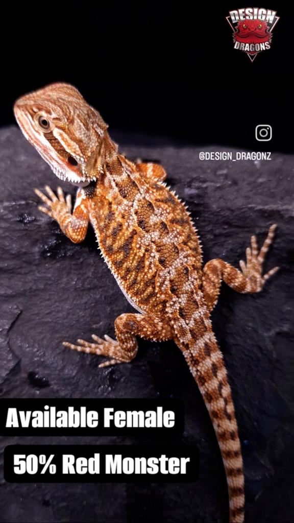 50% Red Monster het. HypoTrans (vrouwtje) baardagaam Bearded Dragon - female for sale from Design Dragons
