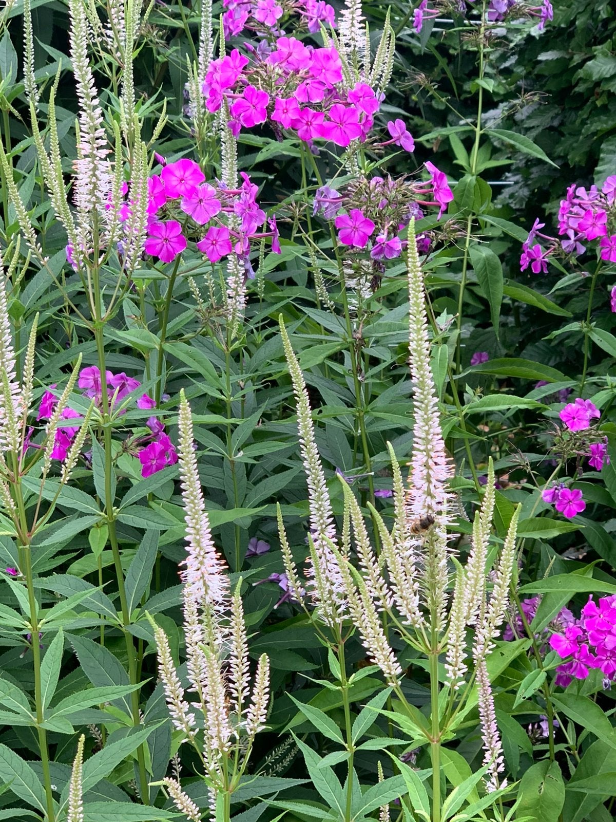 Te koop vaste plant Veronicastrum ‘Pink Glow’, Ophalen, Overige soorten, Halfschaduw