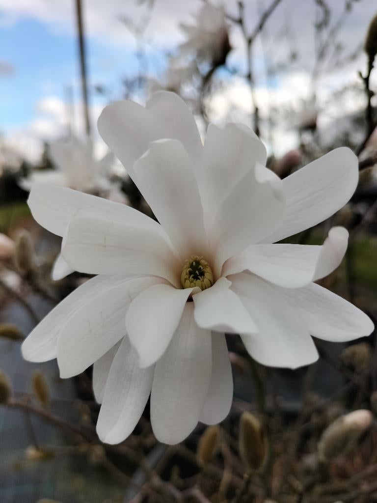 Magnolia diverse soorten en formaten, Tuin en Terras, Planten | Bomen, Overige soorten, Lente, 100 tot 250 cm, Ophalen