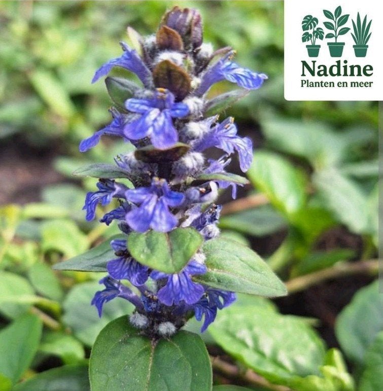 Kruipend zenegroen (inheems), Tuin en Terras, Vaste plant, Halfschaduw, Zomer, Ophalen