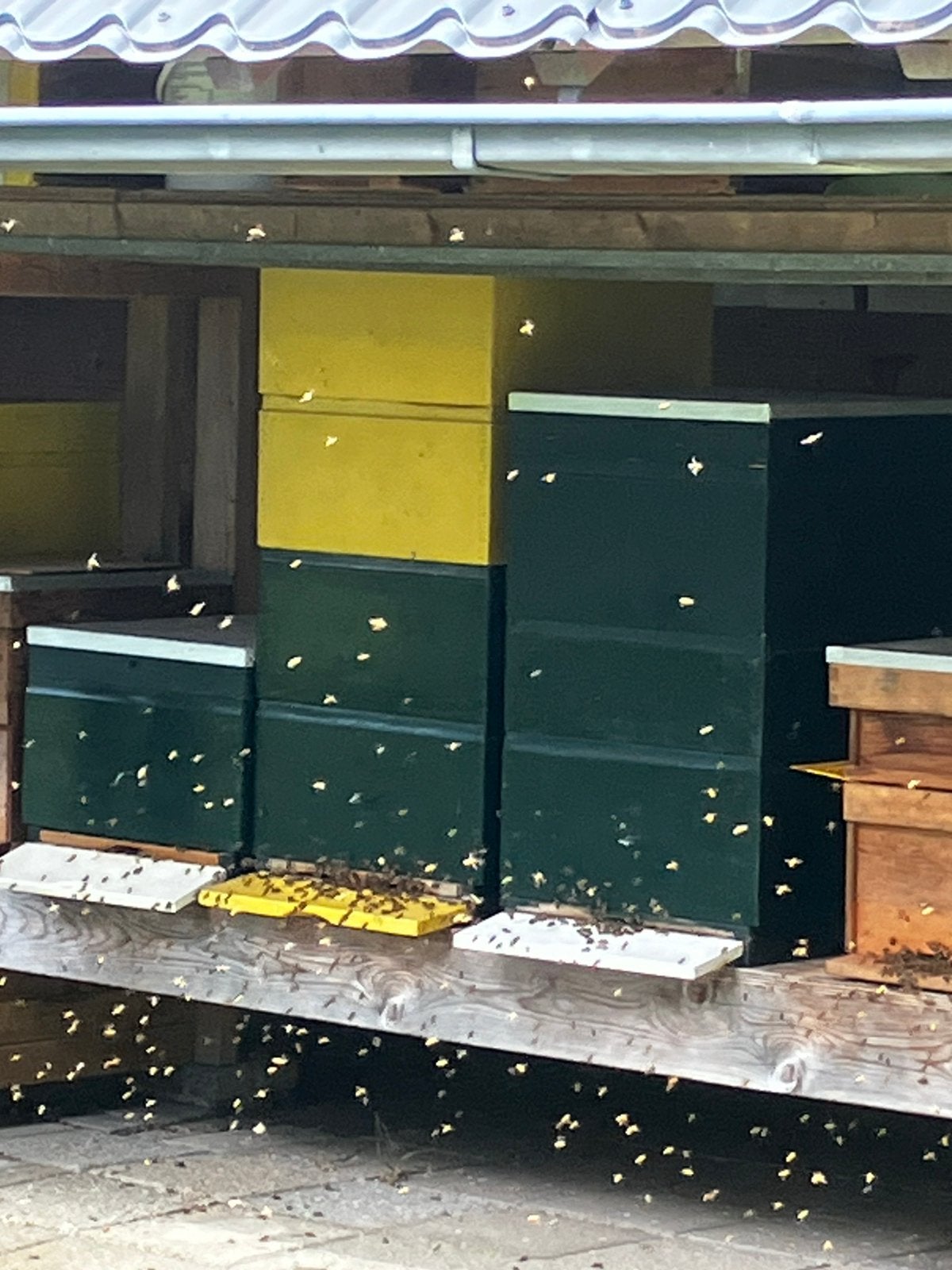 Bijen bijenvolk op 10 spaarkastramen, Dieren en Toebehoren, Insecten en Spinnen, Bijen