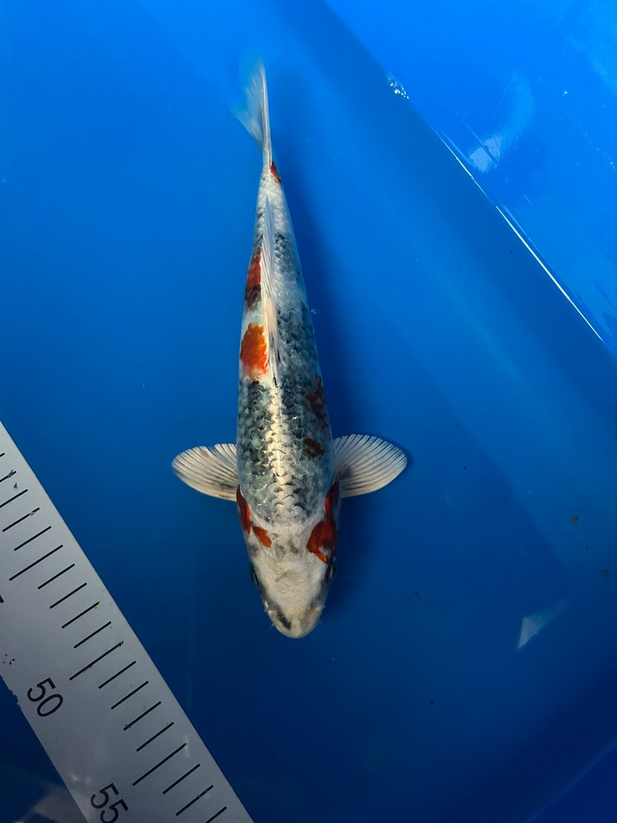 Kin showa 26cm, Dieren en Toebehoren, Vissen | Vijvervissen, Karper of Koi