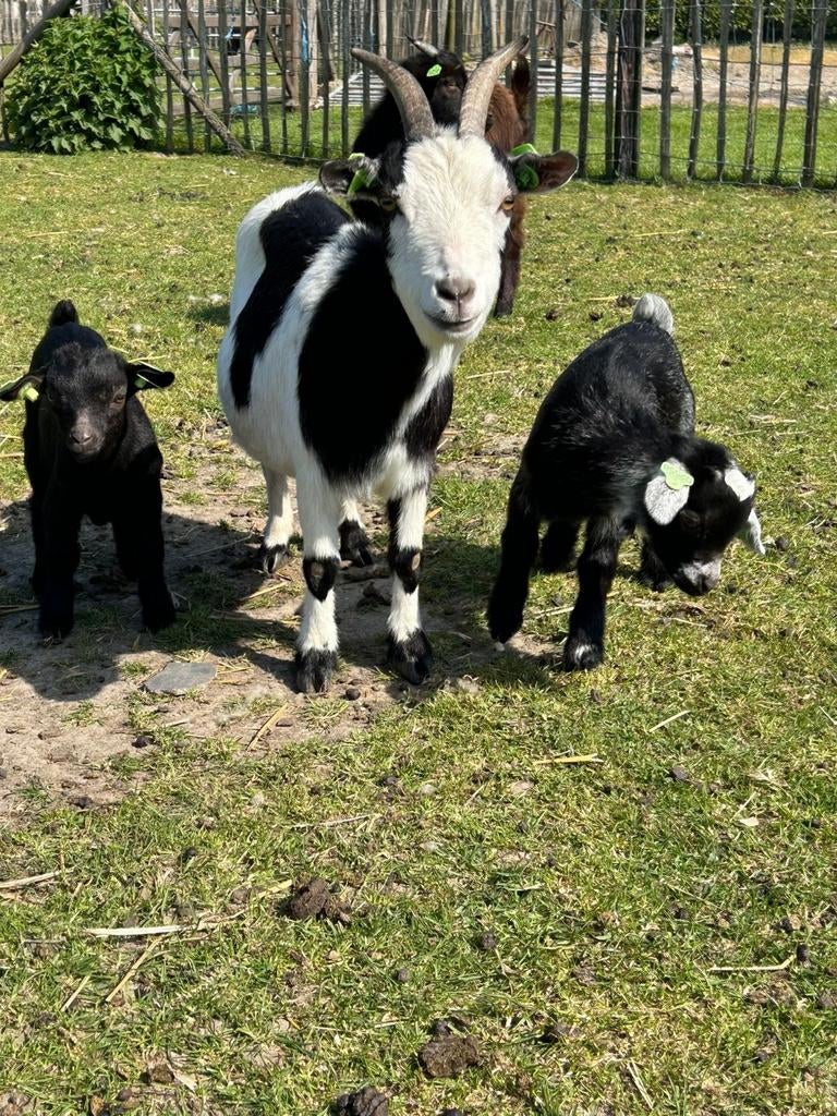 Geiten en lammetjes, Meerdere dieren, Geit