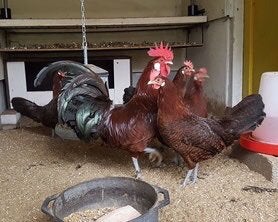 Friese kippen 3+1 Roodpel, Dieren en Toebehoren, Meerdere dieren, Kip