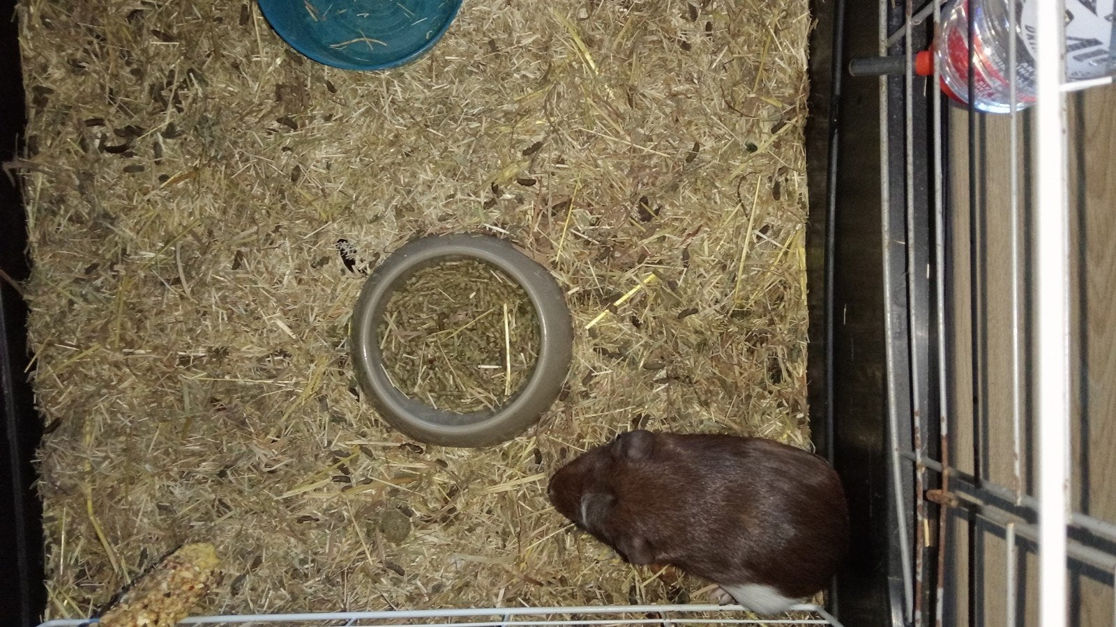 Lieve aanhankelijke baby cavia van bijna 6 weken, Cavia, Mannelijk, Mei, Tam