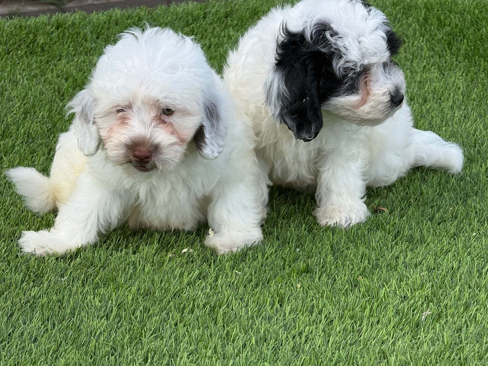 Maltipoo boomer poedel pups, Parvo, Nederland, 8 tot 15 weken, Meerdere
