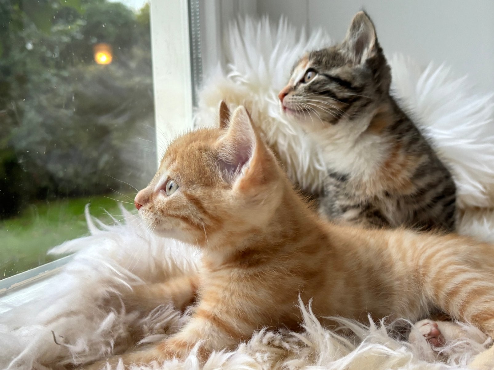 Prachtige lieve kittens, volledig rood, rood/wit, Dieren en Toebehoren, Meerdere dieren