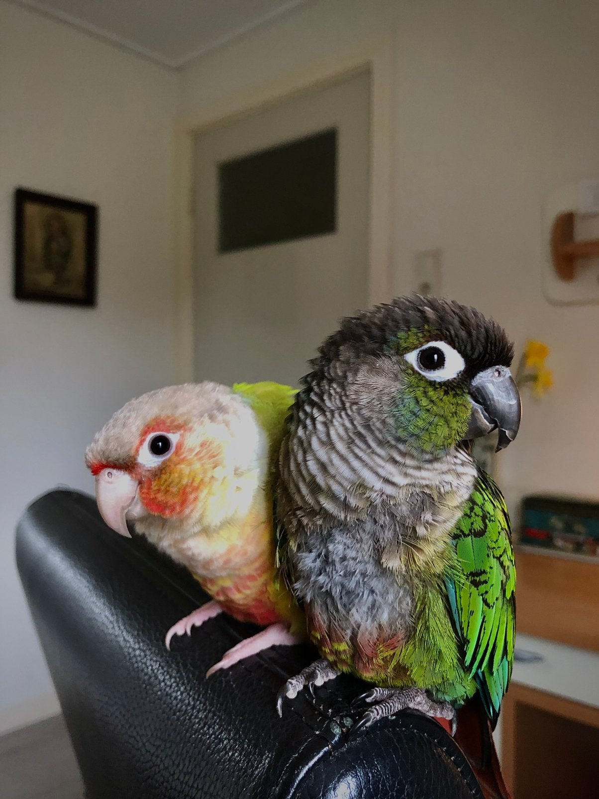 Twee lieve Pyrrhura’s zoeken fijn nieuw thuis, Meerdere dieren, Papegaai, Pratend