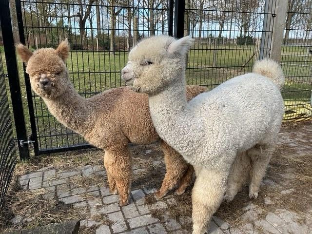 Twee alpaca hengstjes (toekomstige ruinen), Ophalen, Zo goed als nieuw, Overige diersoorten