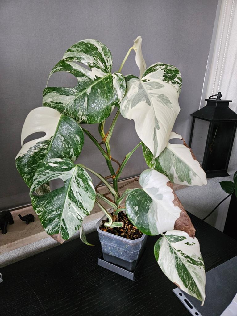 Monstera albo variegata, Huis en Inrichting, Kamerplanten, Groene kamerplant, Ophalen, Minder dan 100 cm