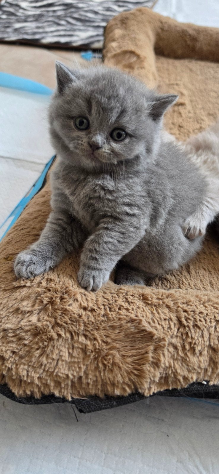 Britse korthaar , Prachtige blauwe & lilac kittens, Meerdere dieren