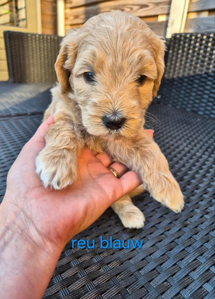 Medium Australian labradoodle puppys + stamboom achtergrond, 8 tot 15 weken, Meerdere, Meerdere dieren, Middel