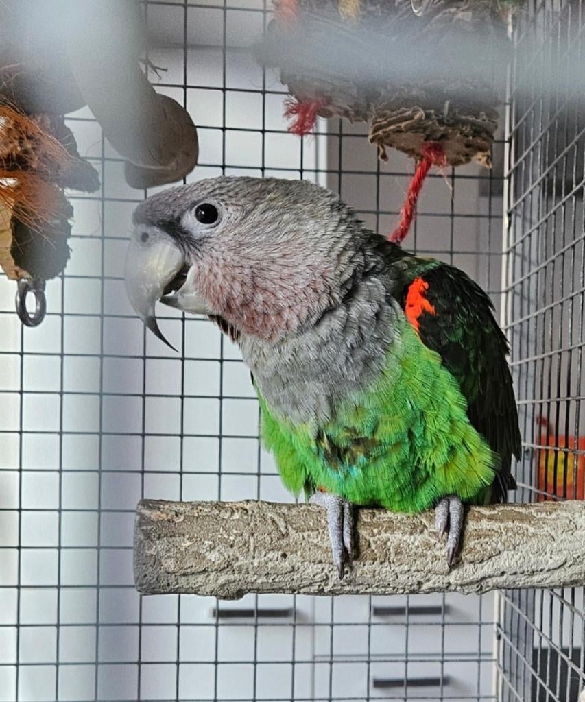 Kaapse papegaai, Dieren en Toebehoren, Vogels | Parkieten en Papegaaien, Papegaai, Mannelijk, Tam