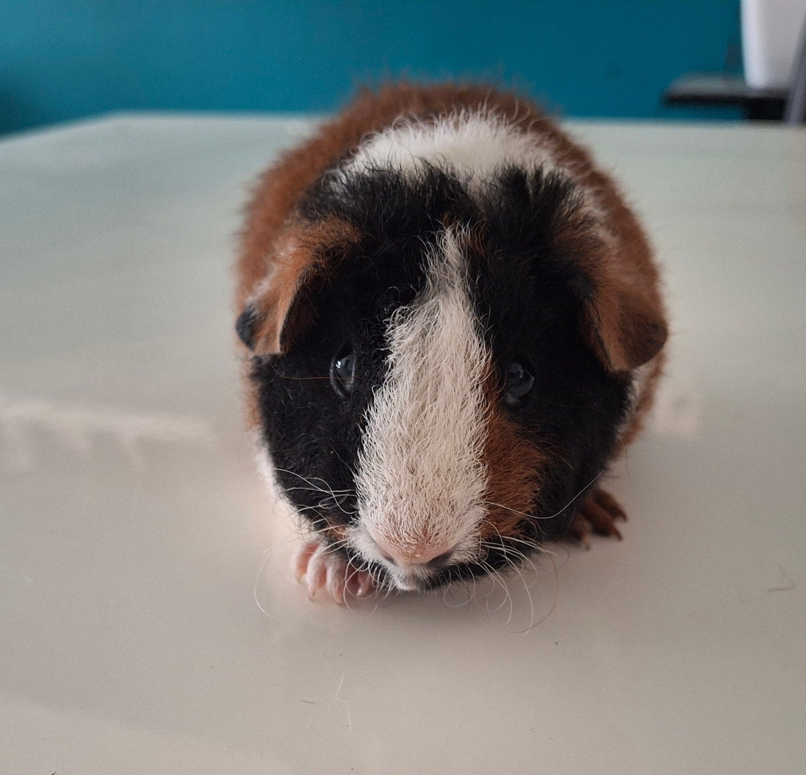 Mooie US Teddy beertje, Dieren en Toebehoren, Knaagdieren, Cavia, Juni, Mannelijk, Tam